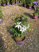 Clematis tsukiko