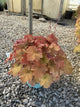 Heuchera caramel 'Caramel'