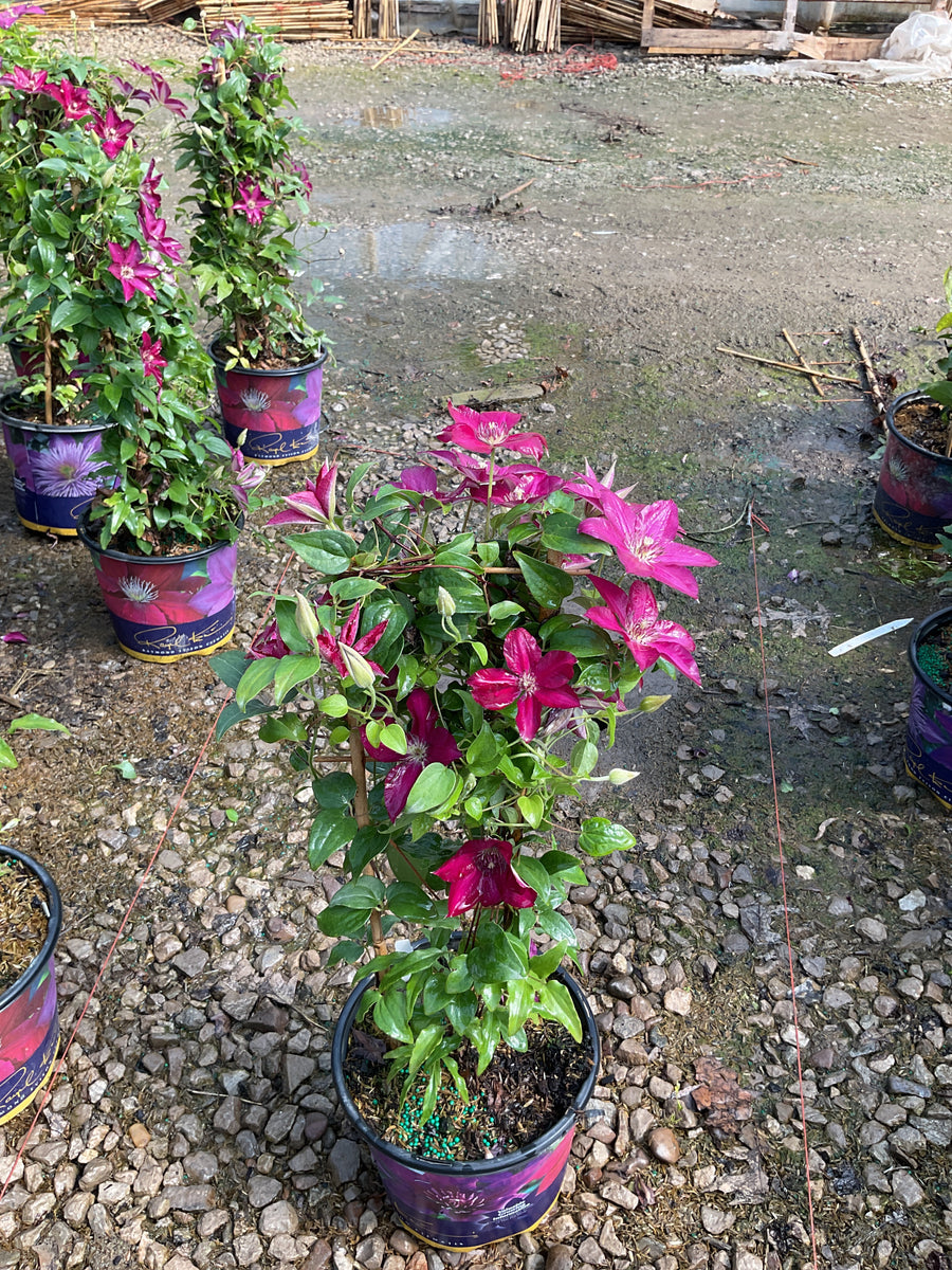 Clematis tekla — 19CM RE