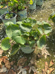 Caltha palustris
