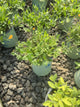 Coreopsis sunshine 'Superman'