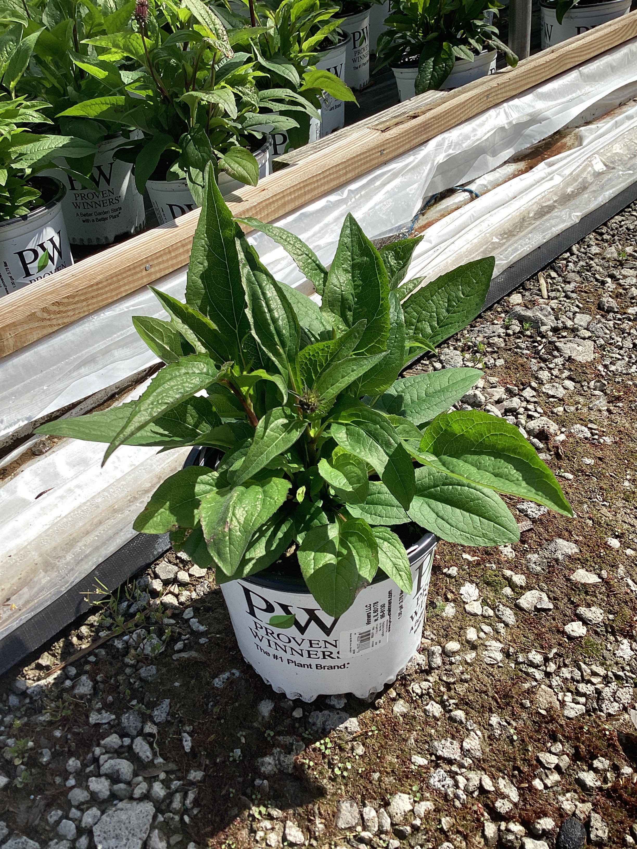 Echinacea hybrid ‘The Fuchsia is Bright’
