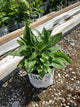 Echinacea hybrid ‘The Fuchsia is Bright’