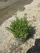 Achillea millefolium 'Sunny Seduction'