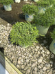 Aster ericoides 'Snow Flurry'