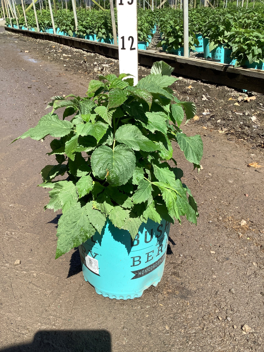 Rubus baby 'Cakes' — 19CM RAZ