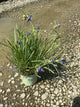 Tradescantia ohiensis