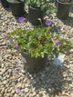 Geranium x 'Rozanne'