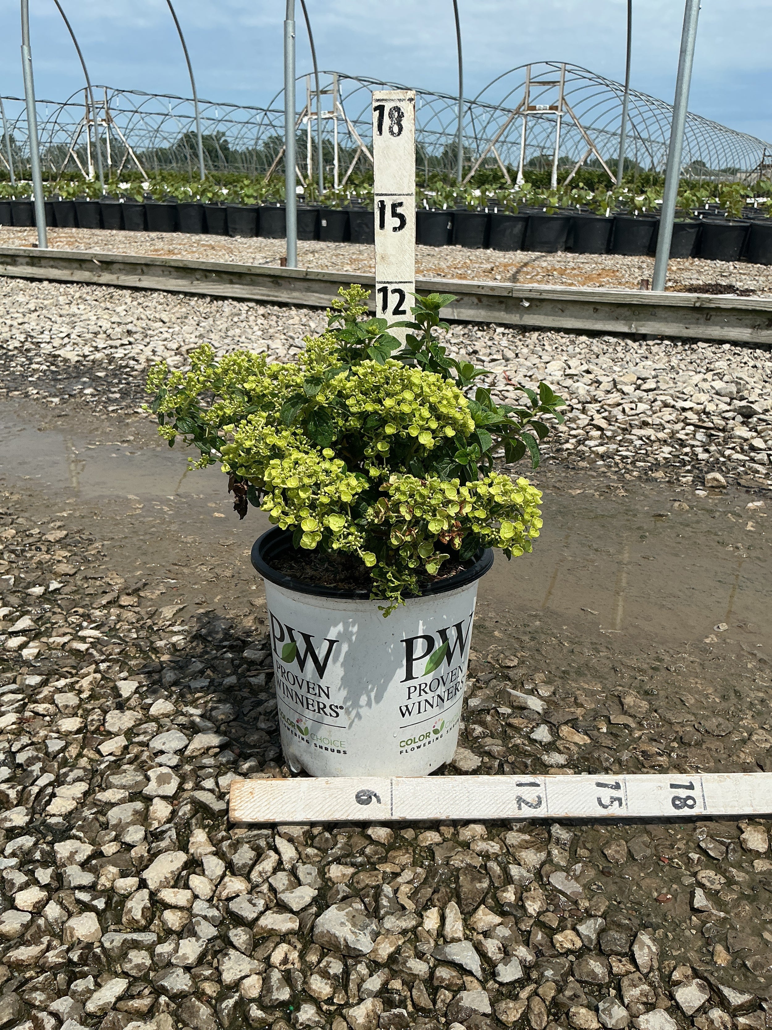 Hydrangea 'P Tiny Quick Fire'