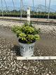 Hydrangea 'P Tiny Quick Fire'