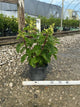 Hydrangea paniculata 'Bailpantwo'