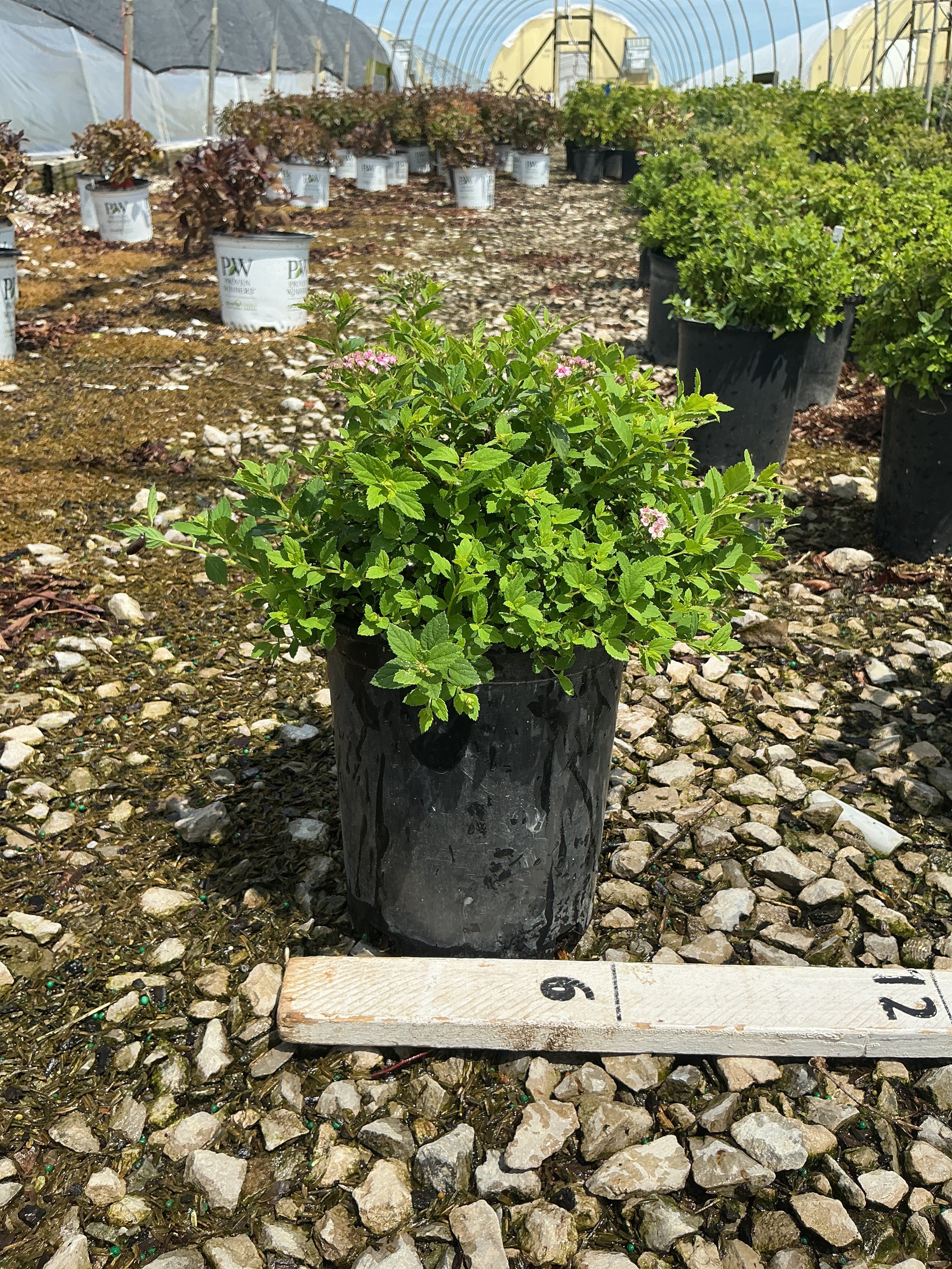 Spiraea japonica 'Little Princess'