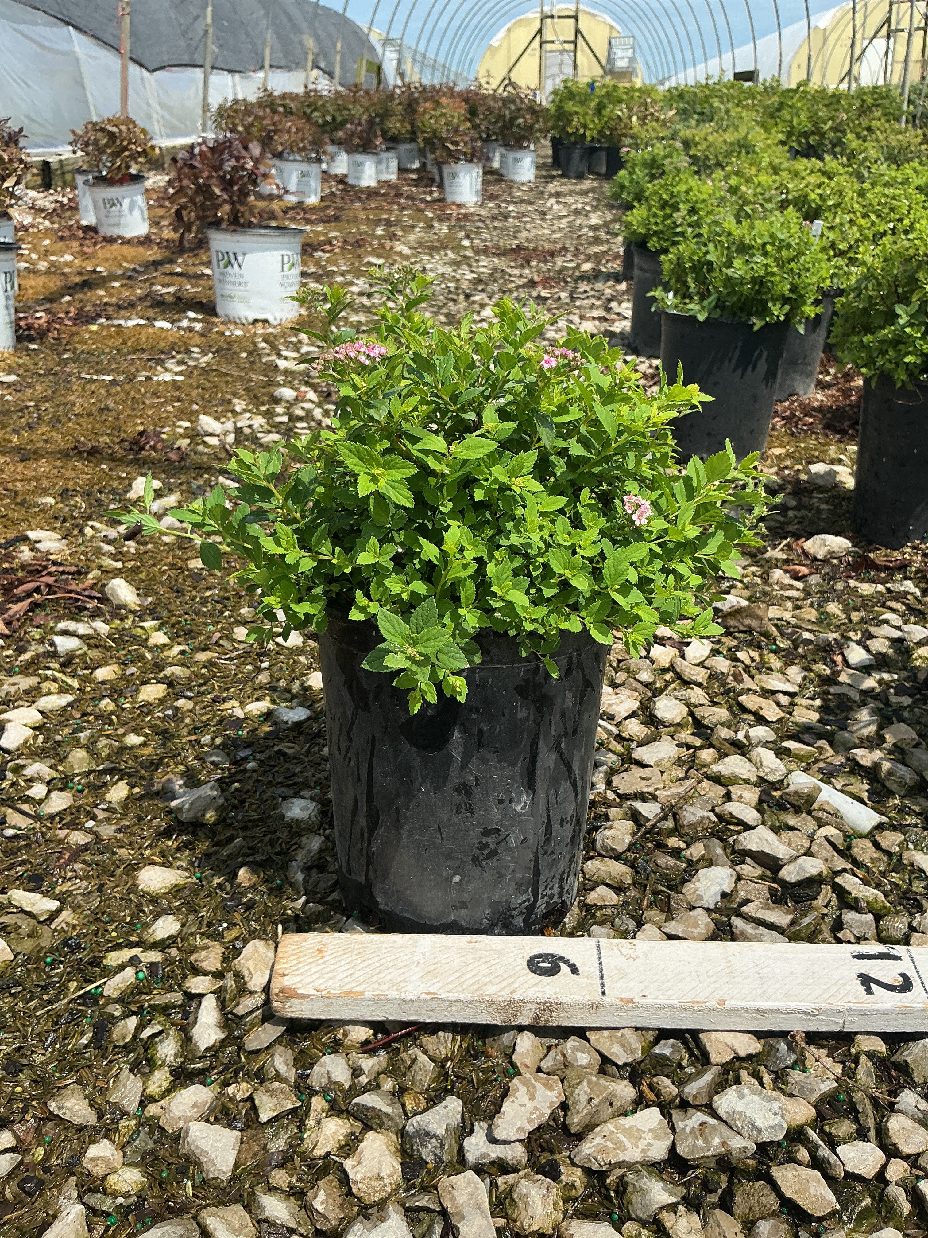 Spiraea japonica 'Little Princess'