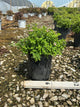 Spiraea japonica 'Little Princess'