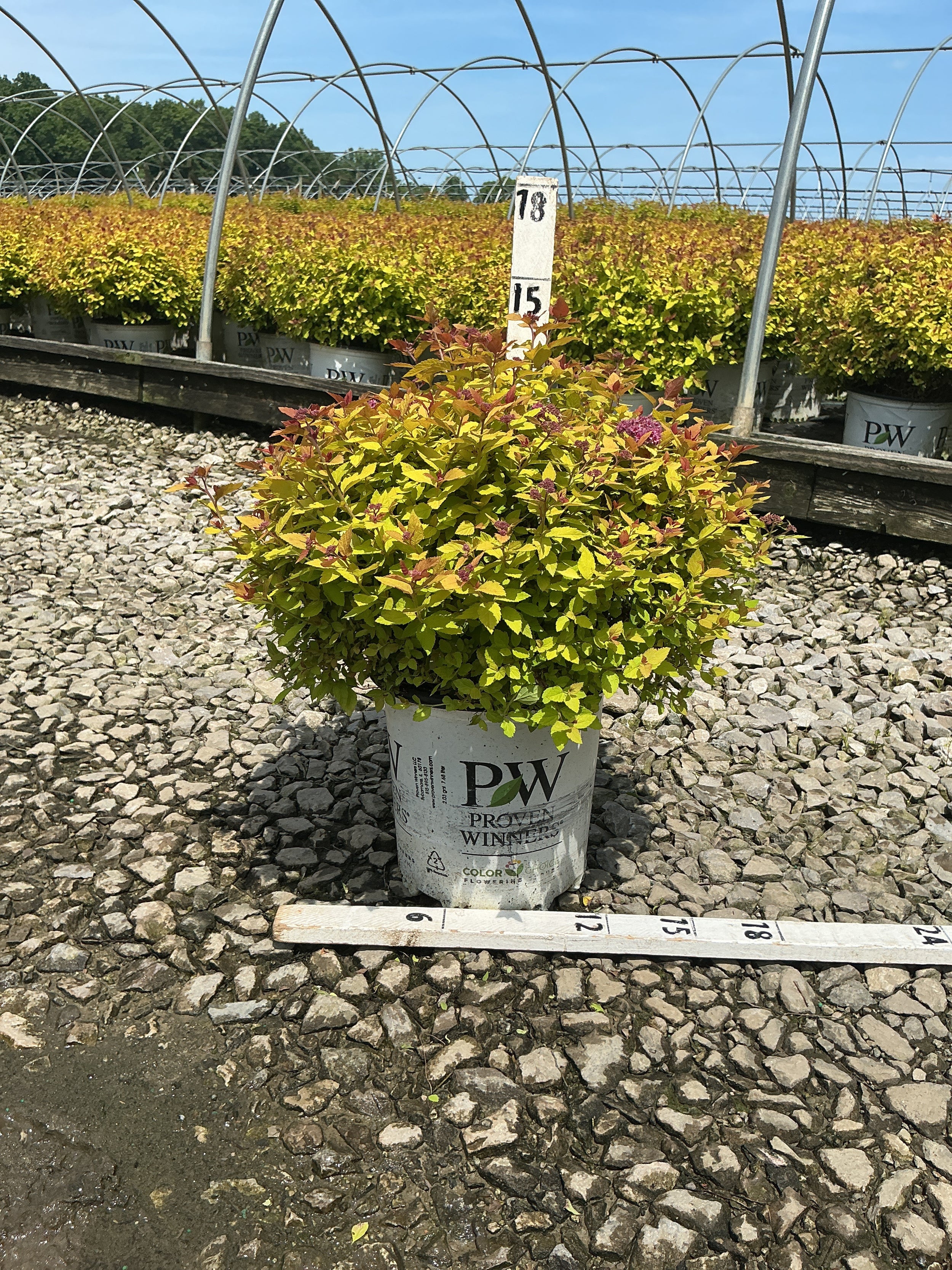 Spiraea JAP 'Dbl Play Dolly'