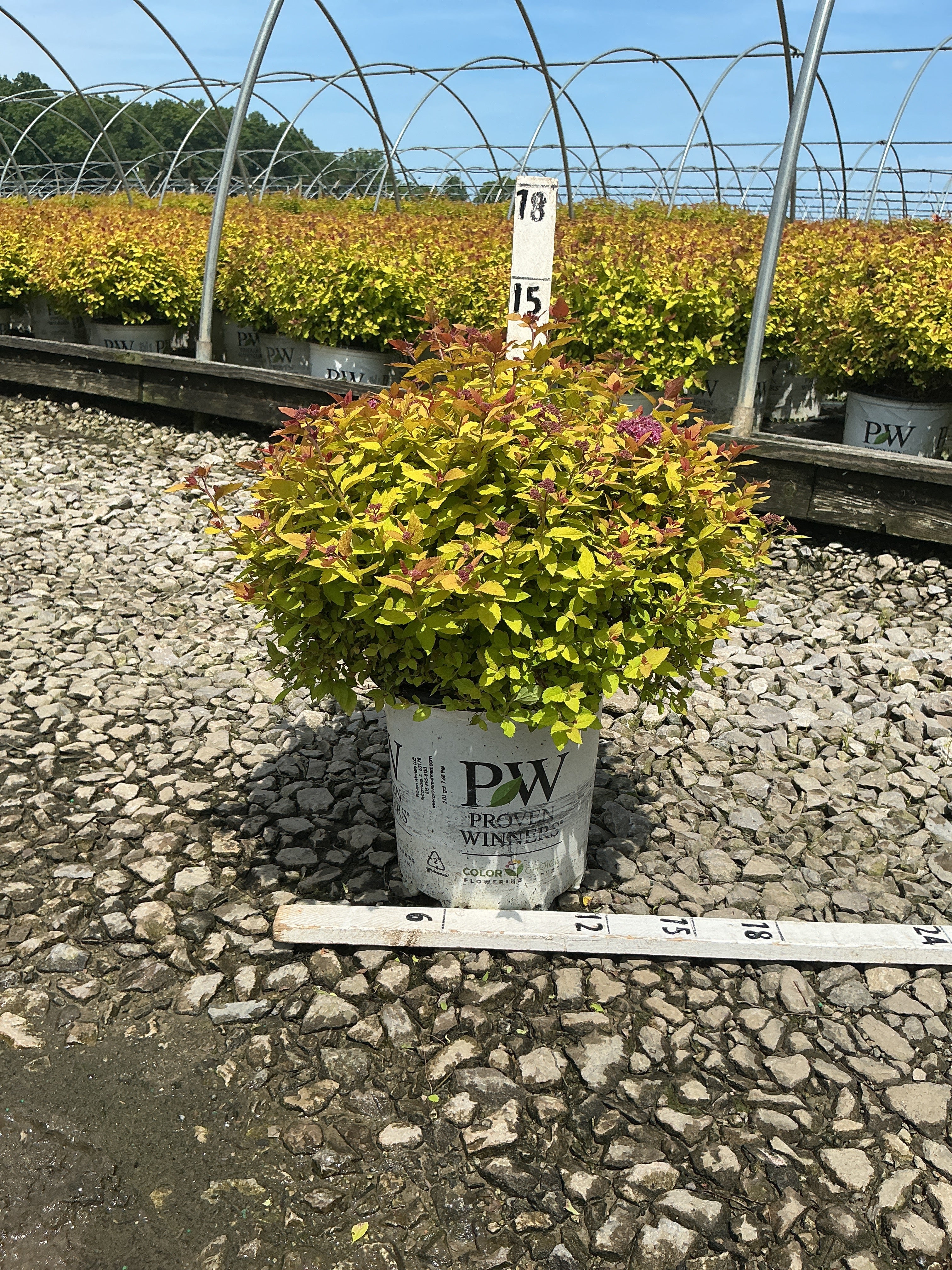 Spiraea JAP 'Dbl Play Dolly'
