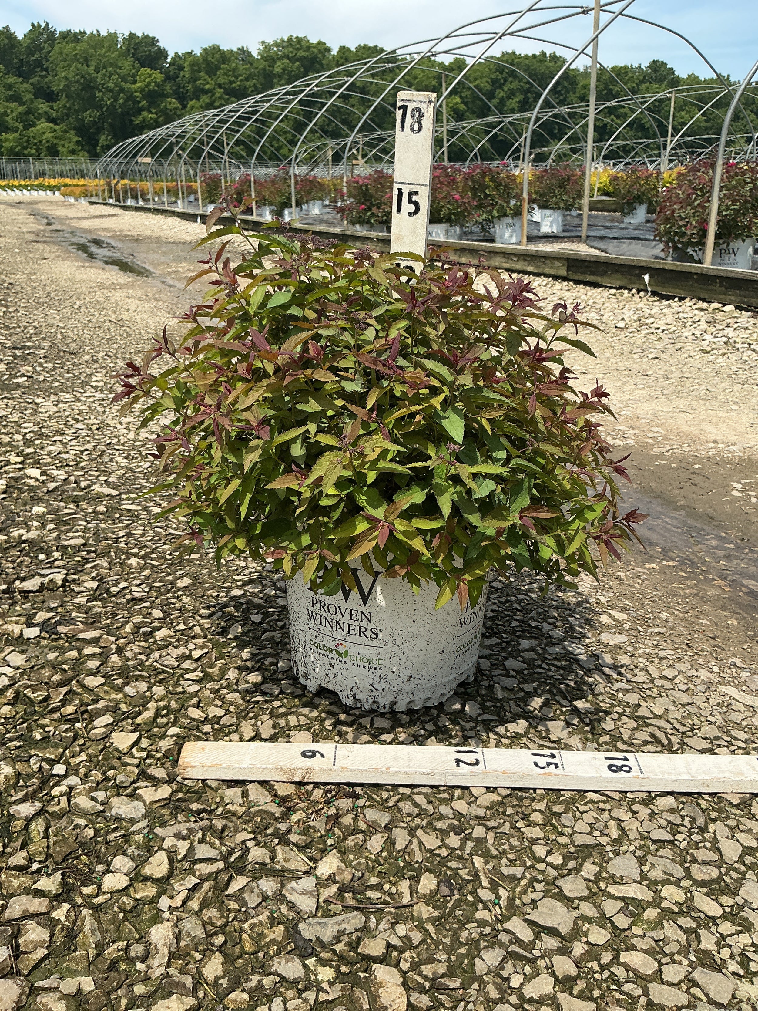 Spiraea JAP 'Dbl Play Red'