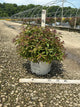 Spiraea JAP 'Dbl Play Red'