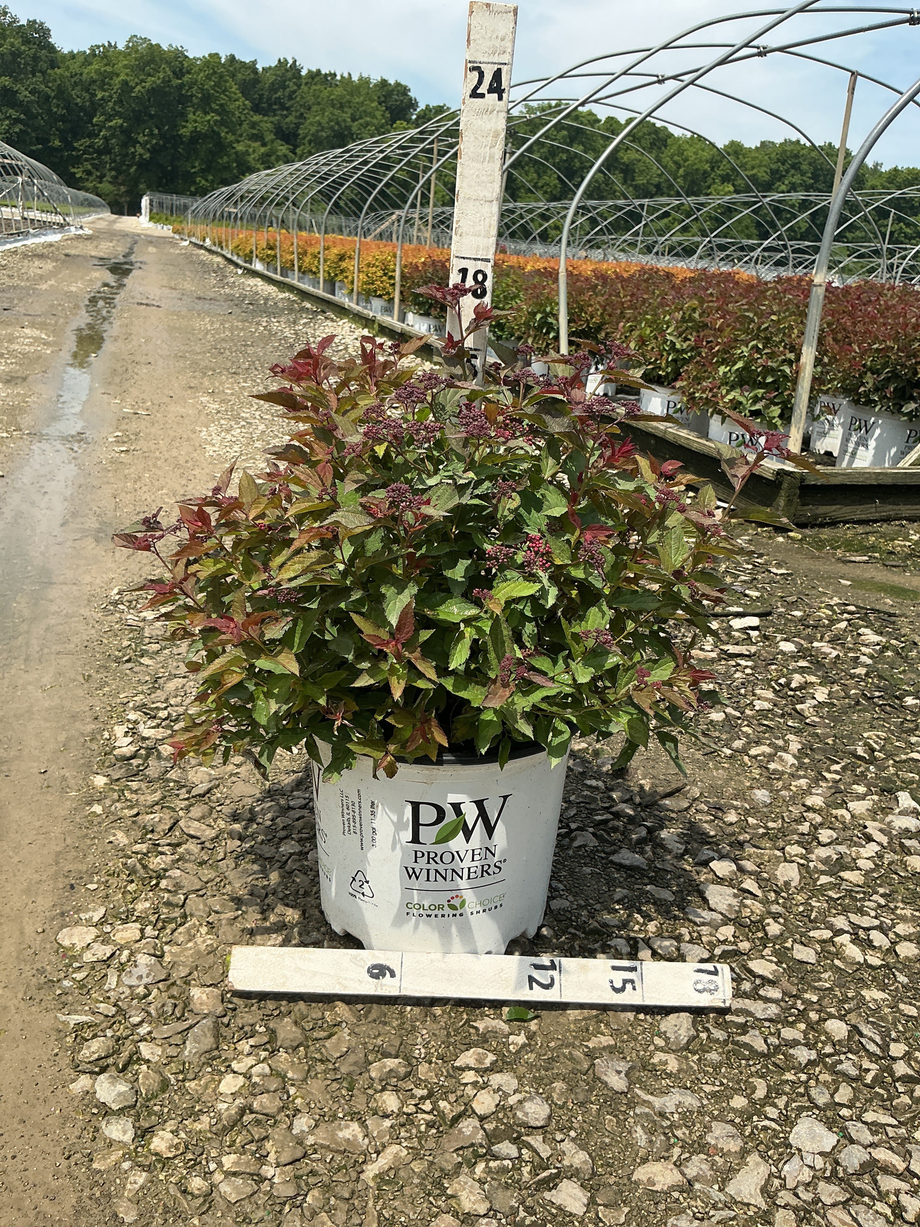 Spiraea JAP 'Dbl Play Doozie'