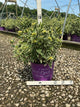 Diervilla sessilifolia 'LDPC Podaras'