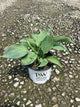 Hosta empress 'Empress Wu'