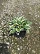 Hosta patriot 'Patriot'
