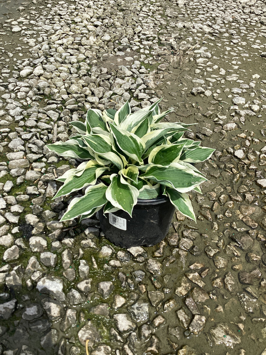 Hosta patriot 'Patriot' — 19CM