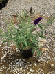Buddleia davidii BUZZ series ‘Sky Blue’, ‘Hot Raspberry’, “ivory’