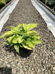 Hosta august 'August Moon'
