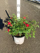Rosa 'Drift Meigalpio'