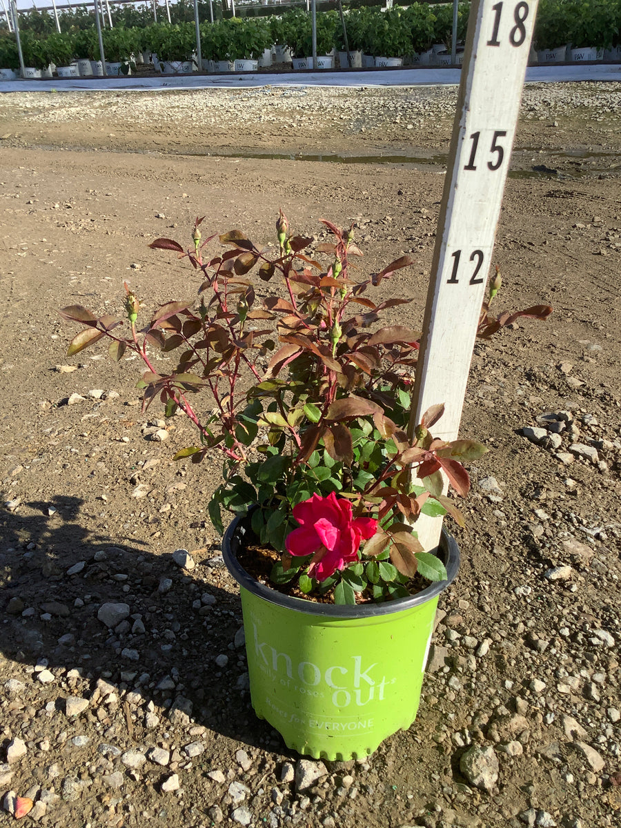 Rosa x Double Red Knock Out® — 19CM