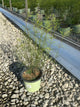 Coreopsis verticillata