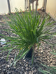 Allium lusitanicum 'Summer Beauty'