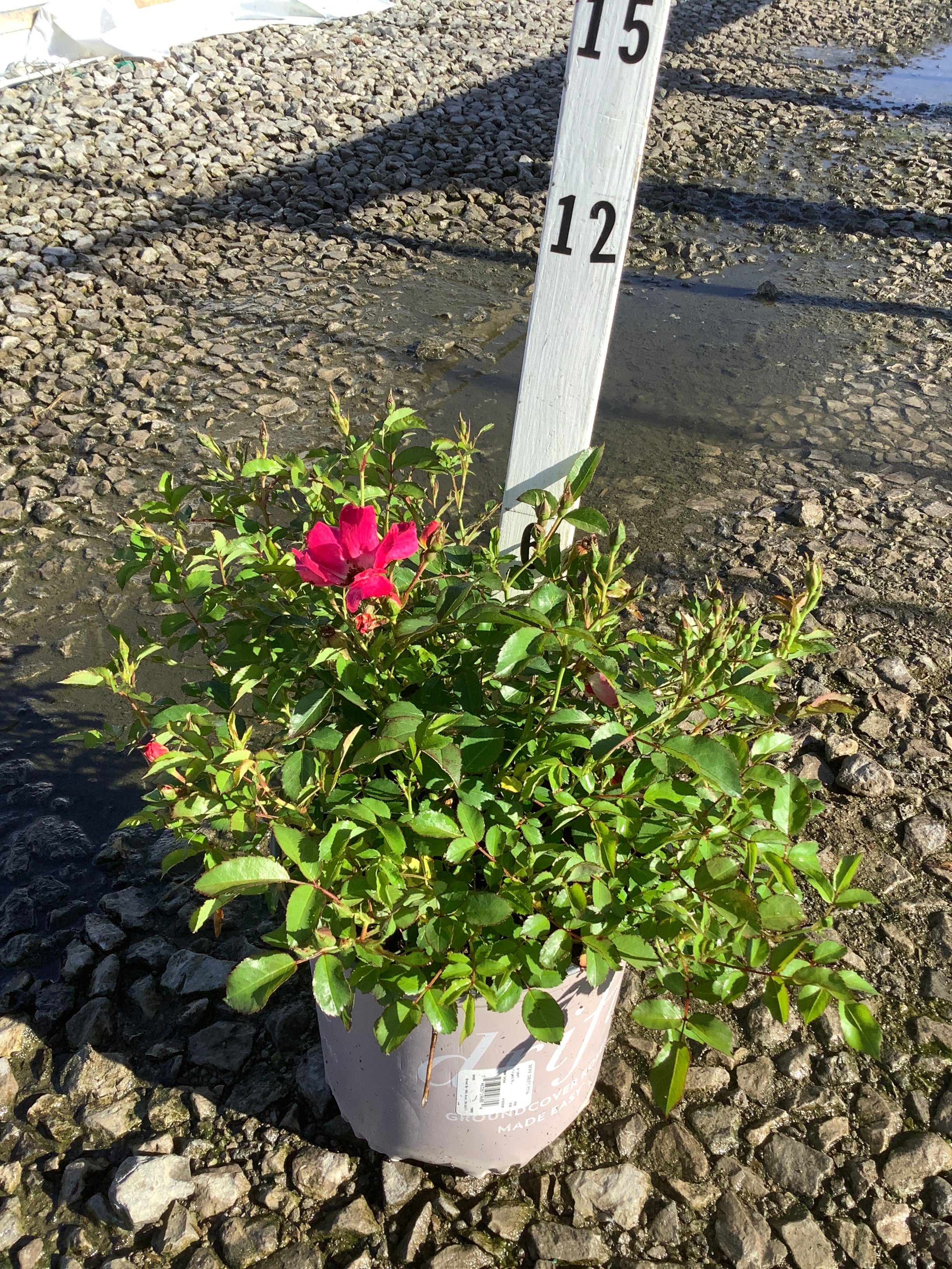 Rosa 'Drift Meijocos'