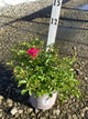 Rosa 'Drift Meijocos'