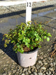 Rosa 'Drift Meiggili'