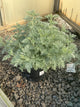 Artemisia x 'Powis Castle'