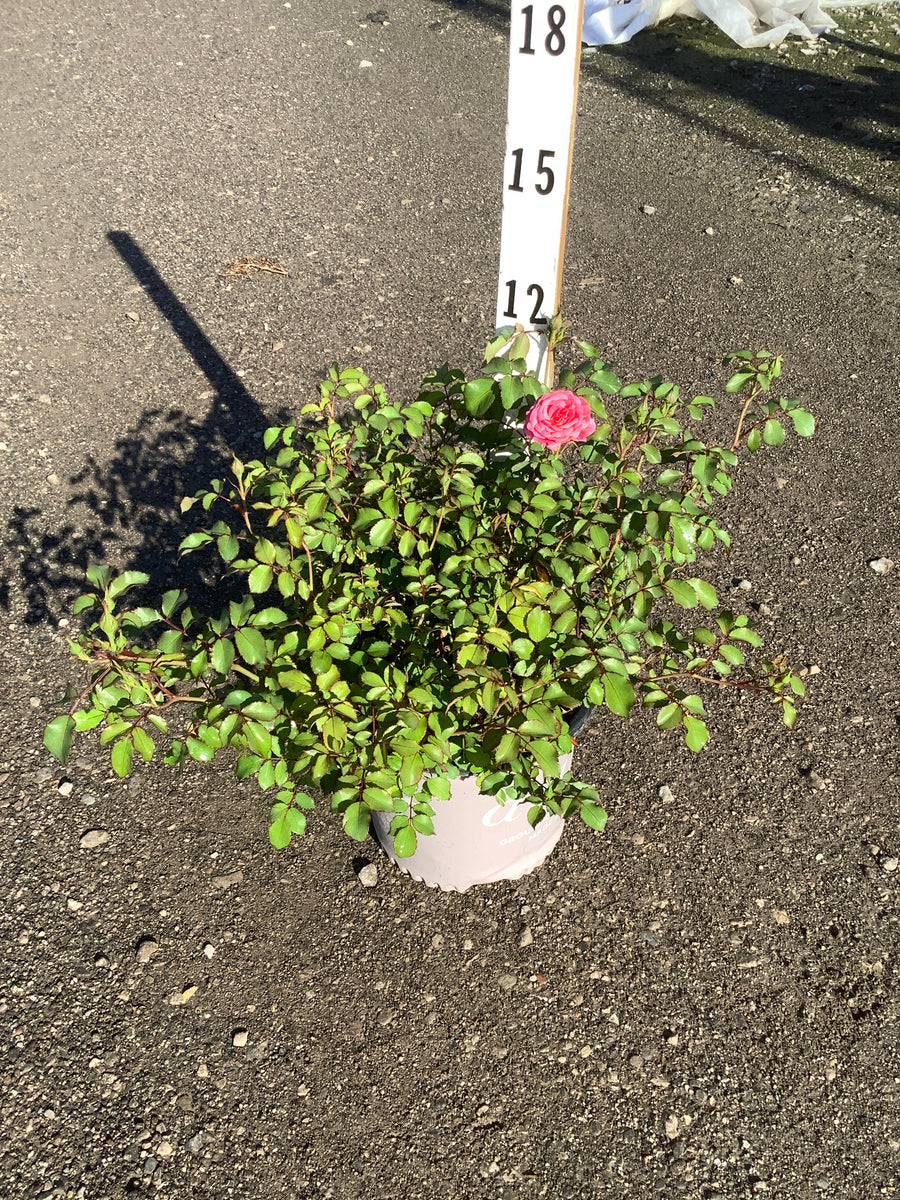 Rosa 'Drift Meiswetdom' — 19CM