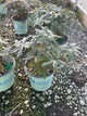 Geranium M 'Espresso'