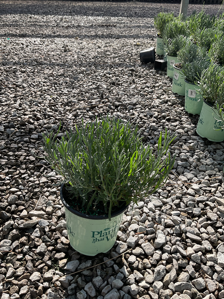 Lavandula x intermedia 'Phenomenal' — 17CM PTW