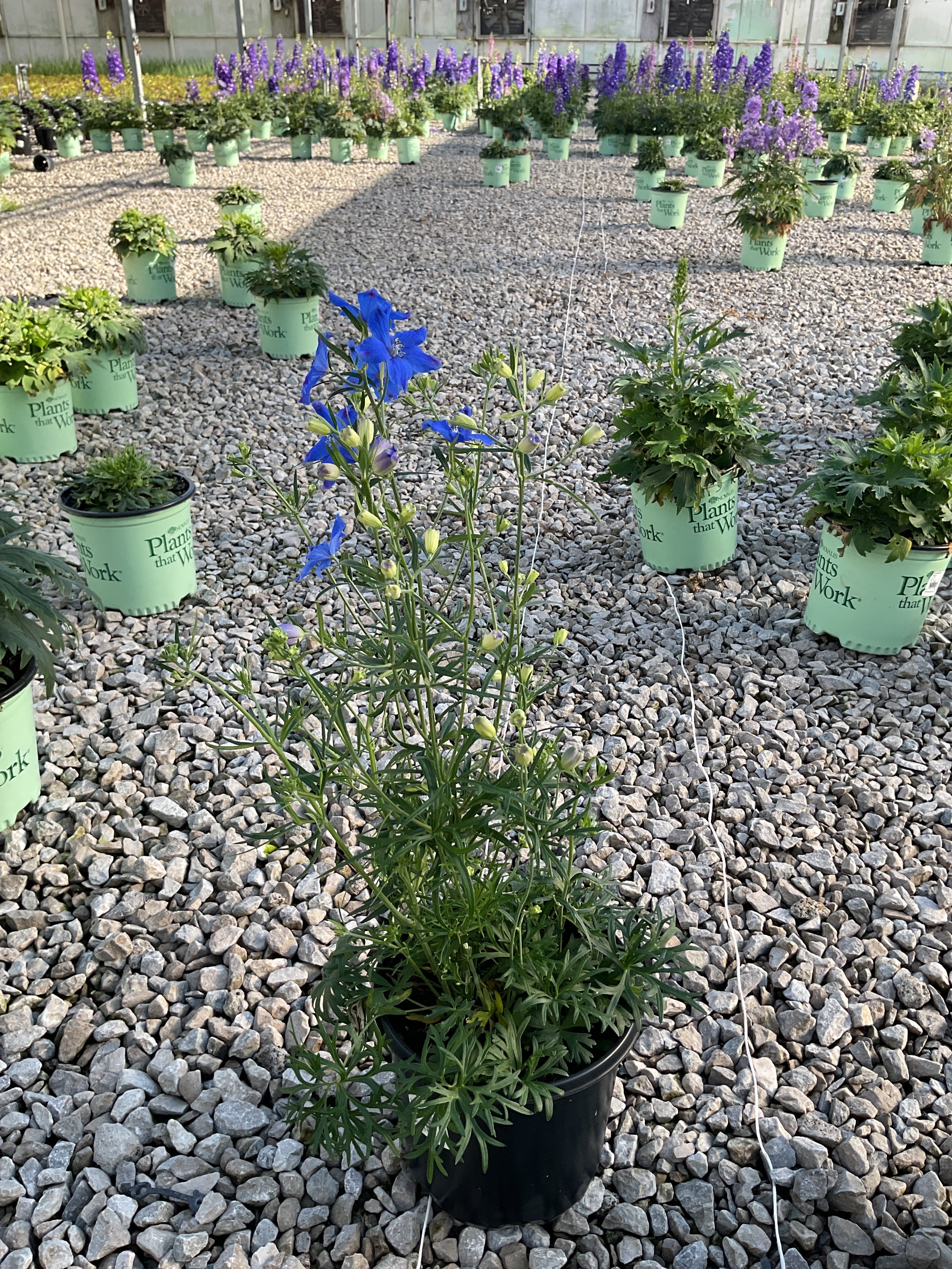 Delphinium grandiflorum 'Blue Mirror'