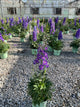 Delphinium 'Del Glitzy'