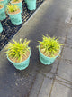 Hakonechloa macra 'All Gold'