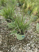 Schizachyrium 'Stand. Ovation'
