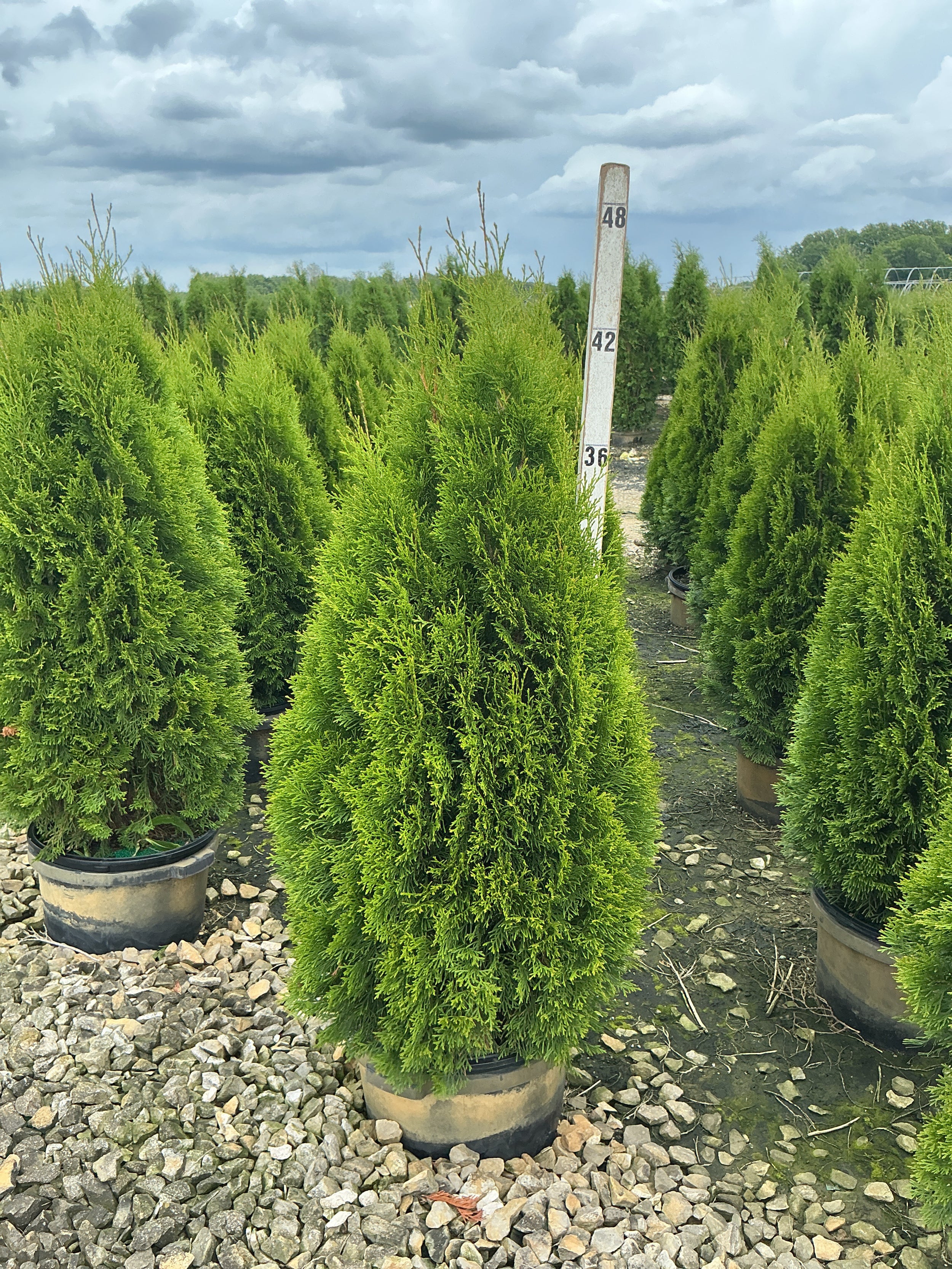 Thuja occidentalis 'Smaragd'