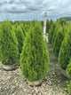 Thuja occidentalis 'Smaragd'