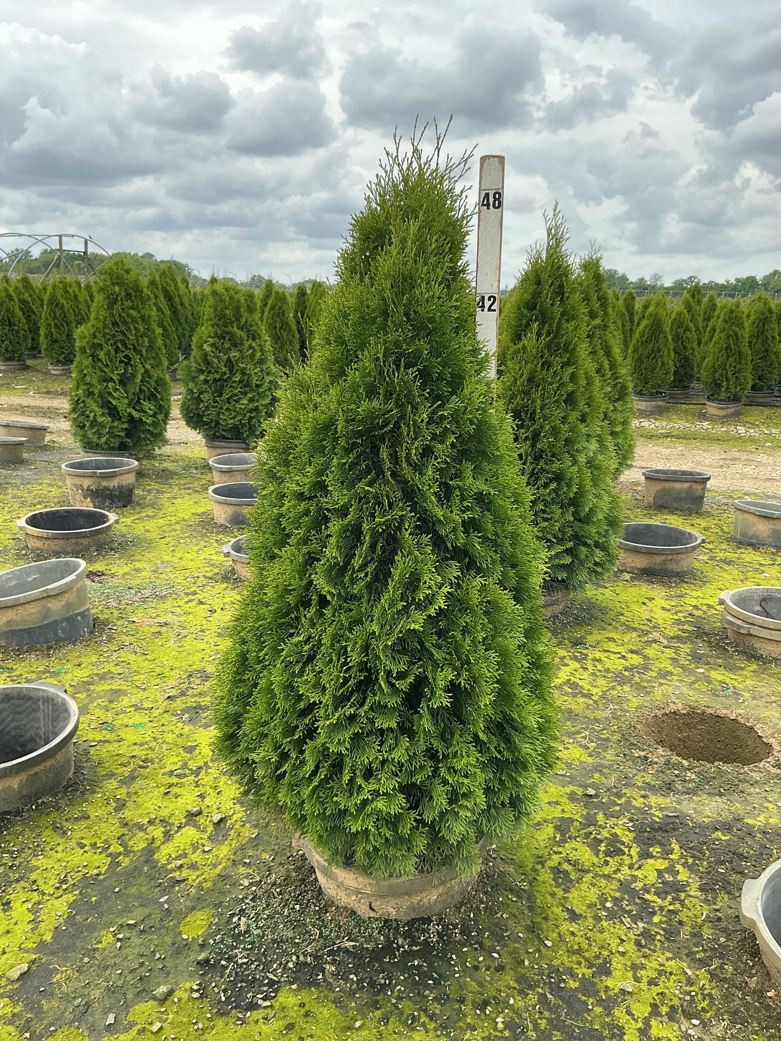 Thuja occidentalis 'Smaragd'