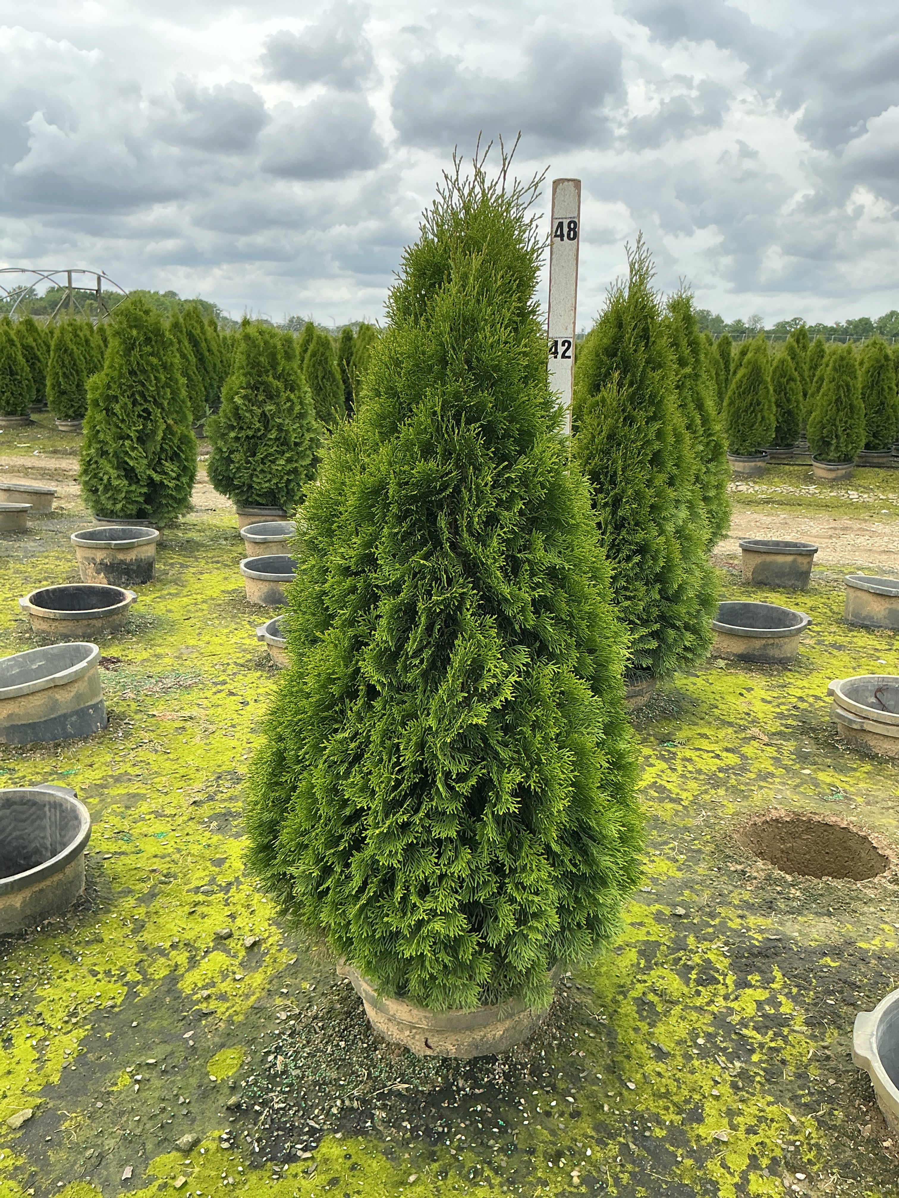 Thuja occidentalis 'Smaragd'