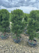 Rhamnus frangula 'Ron Williams'