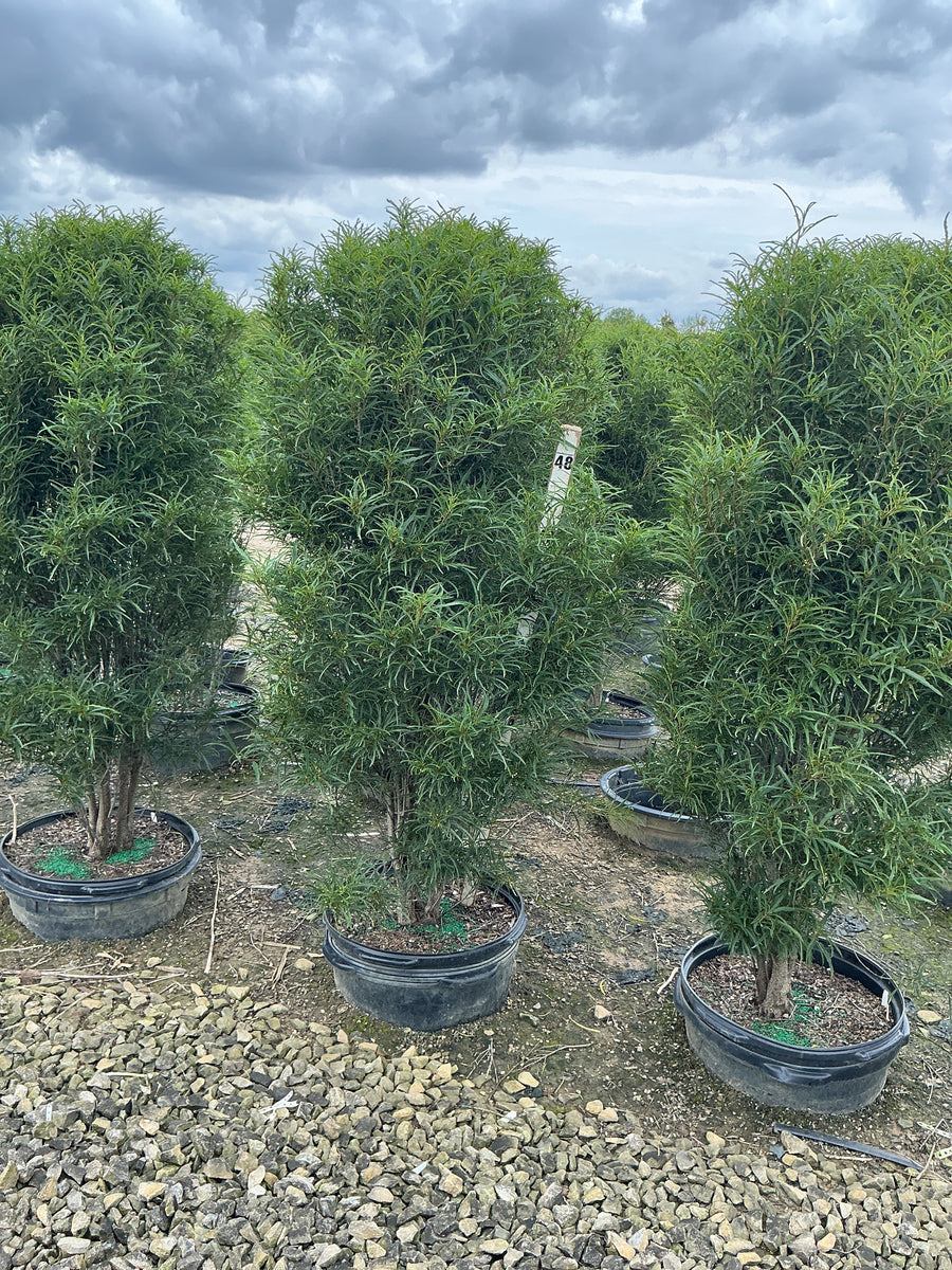 Rhamnus frangula 'Ron Williams' — G15 48